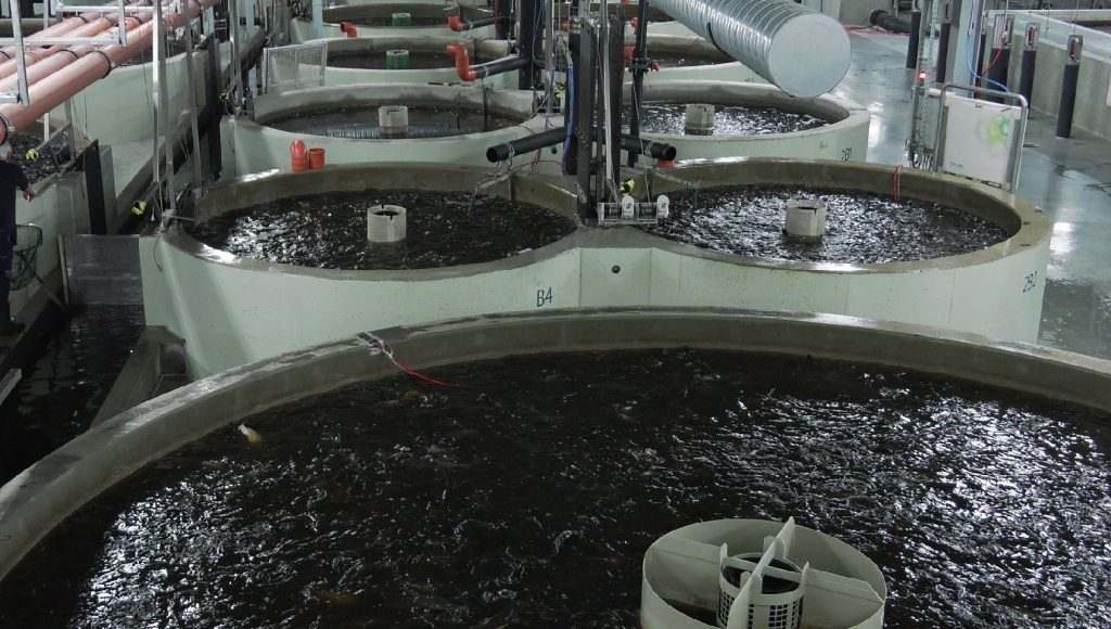 پرورش ماهی مداربسته چیست؟ | راهنمای جامع، سودآوری و نکات کلیدی