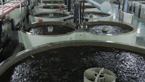 پرورش ماهی مداربسته چیست؟ | راهنمای جامع، سودآوری و نکات کلیدی