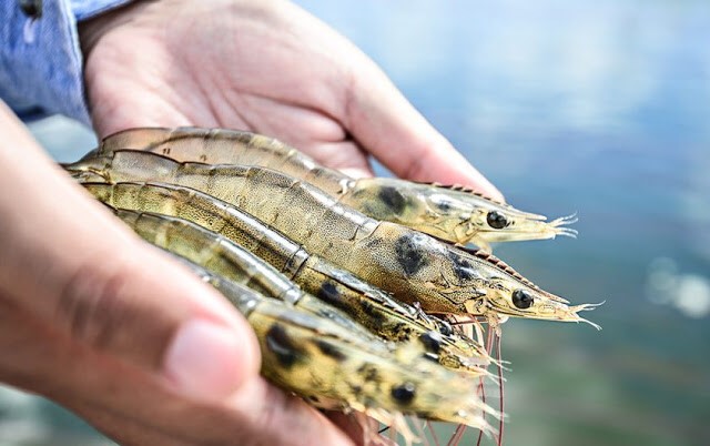 Facts, Truths and Myths about SPF Shrimp
